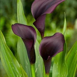 Meet your Posher, Aline